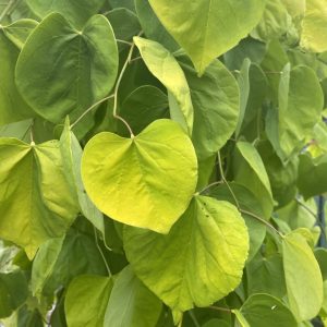 Cercis canadensis 'NC2015-12' Golden Falls™ PP31658