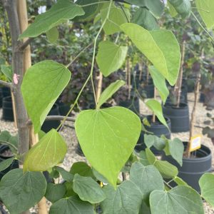 Cercis canadensis 'Pink Heartbreaker' PP23043