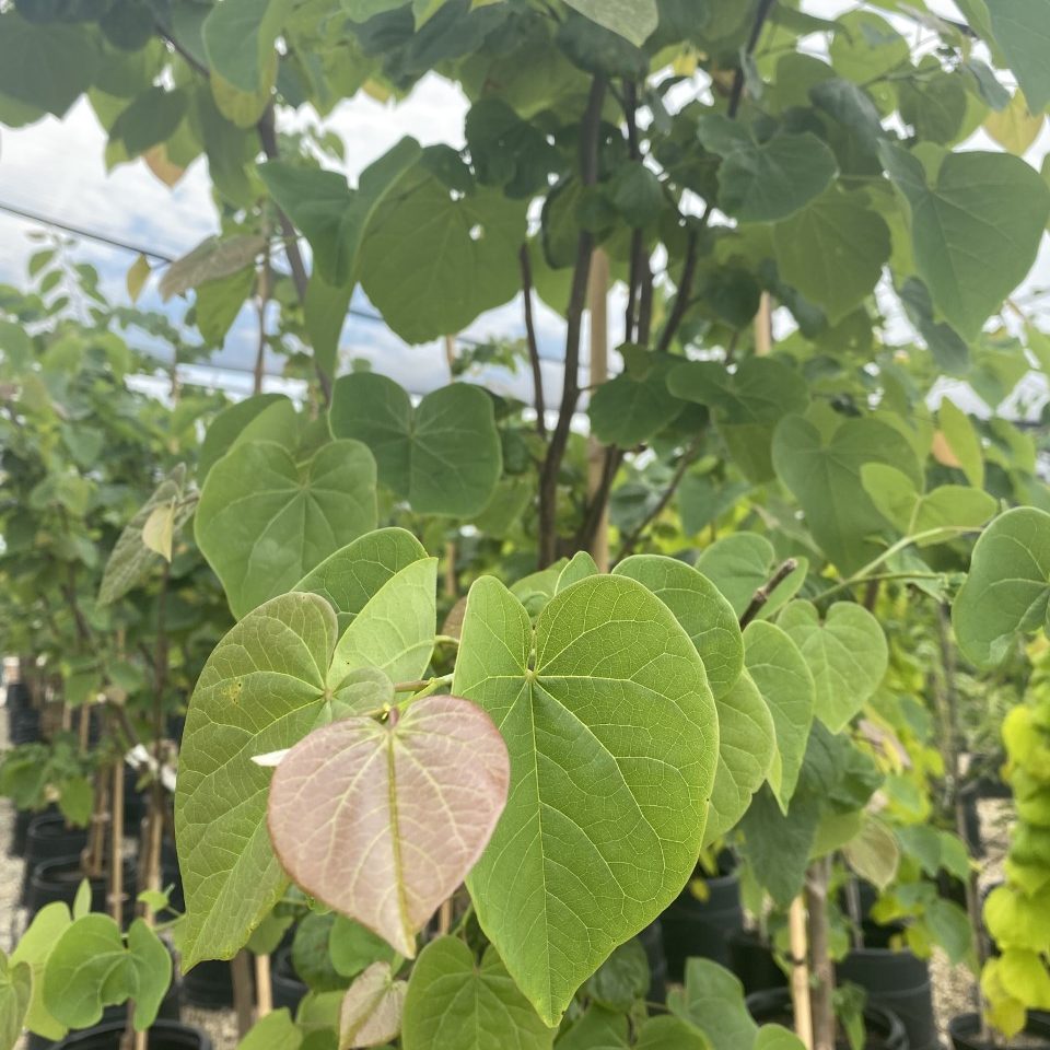 Cercis x 'Pink Pom Poms' PP27630
