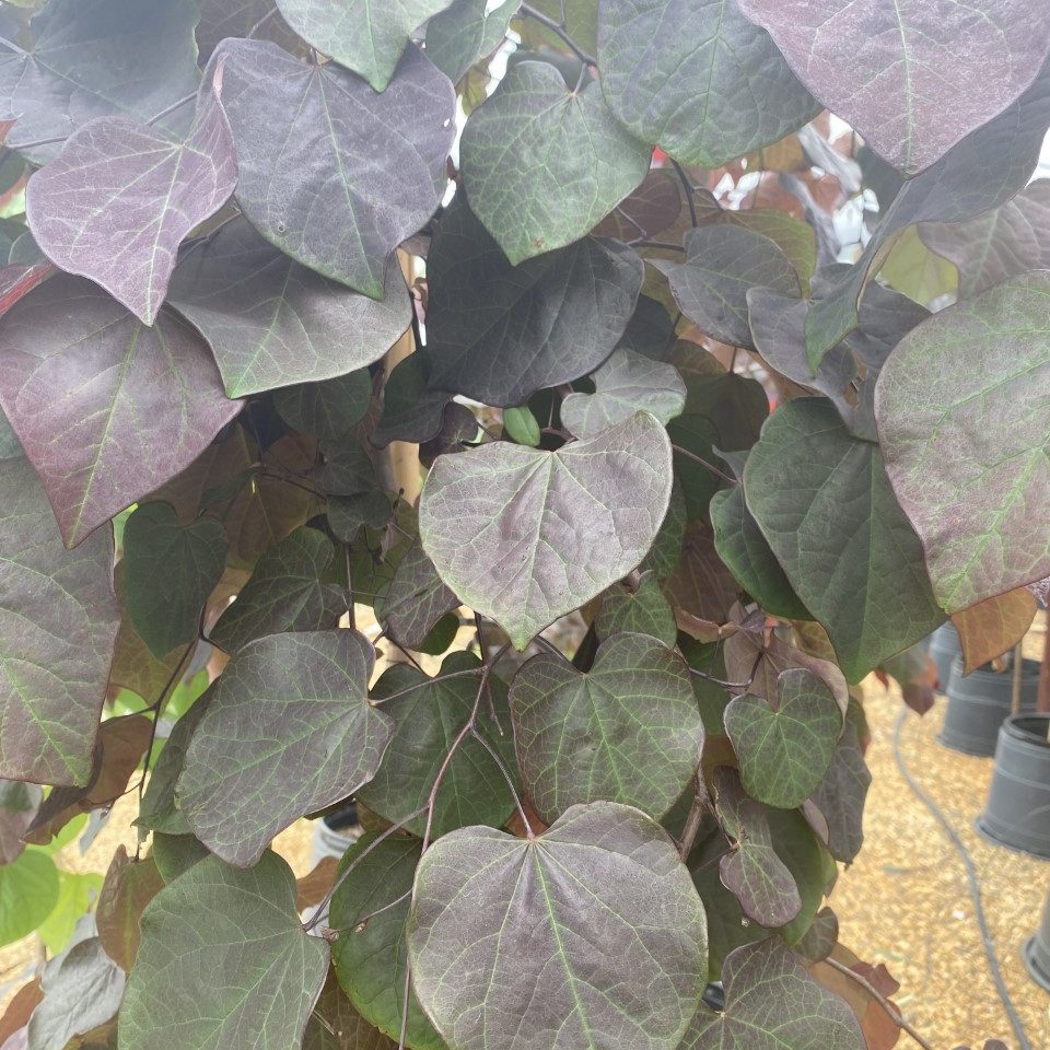 Cercis canadensis 'Ruby Falls' PP22097