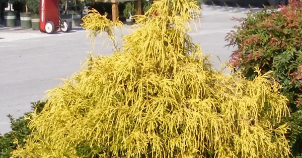 Chamaecyparis pisifera 'Paul's Gold'