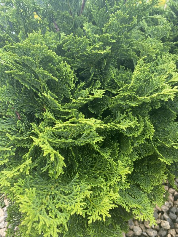 Chamaecyparis obtusa 'Tempelhof'
