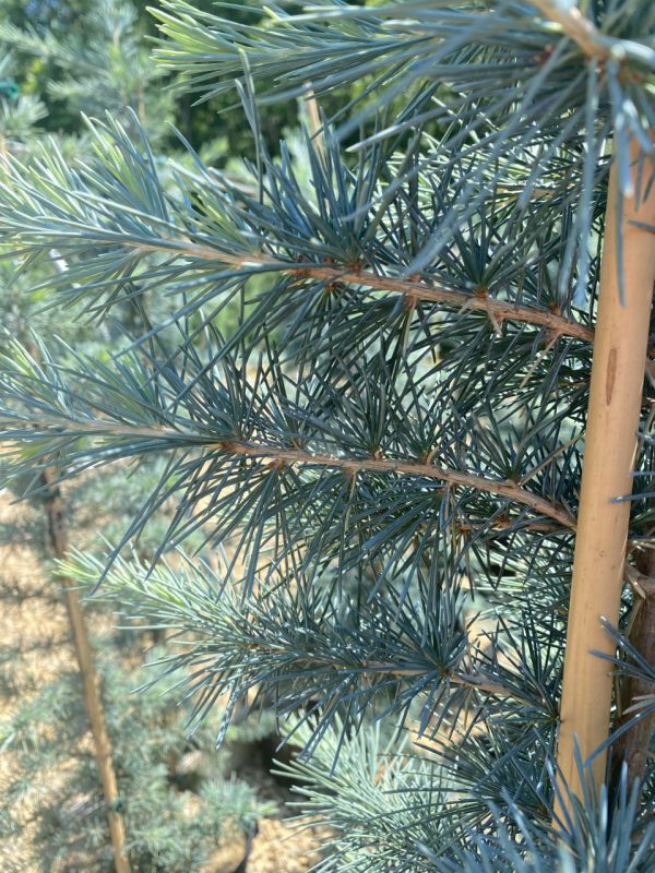 Cedrus deodara 'Patti Faye'