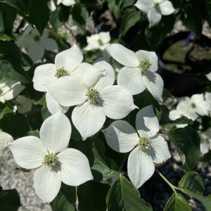 Cornus kousa 'National'