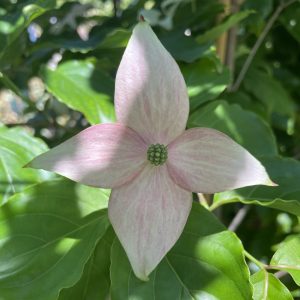 Cornus kousa 'Rutpink' Scarlet Fire® PP28311