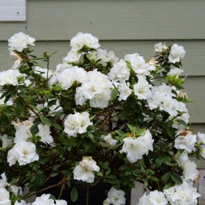 Azalea Perfecto Mundo White