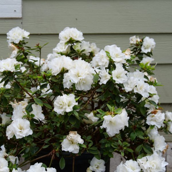 Azalea Perfecto Mundo White