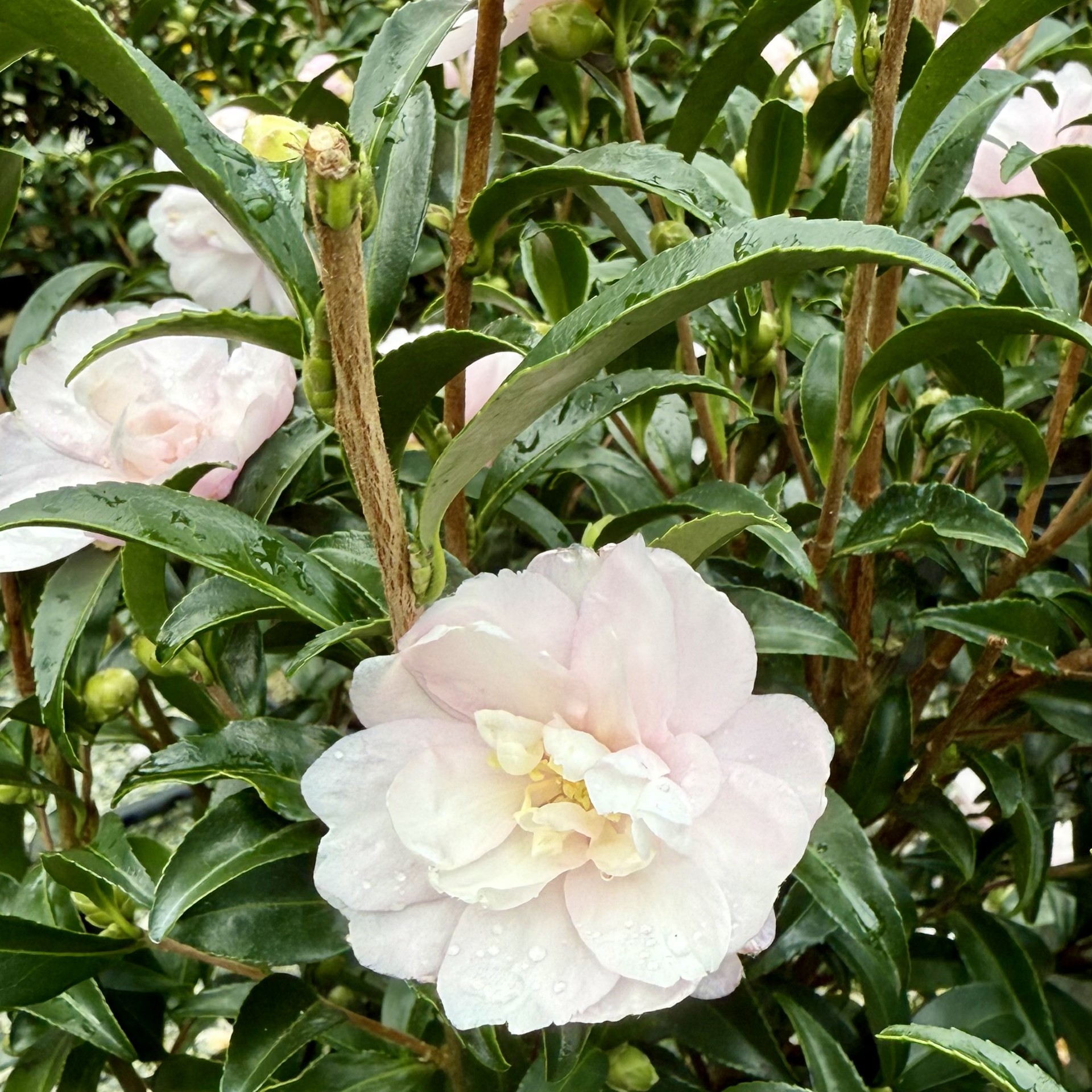 Camellia sasanqua 'Autumn Sentinel'