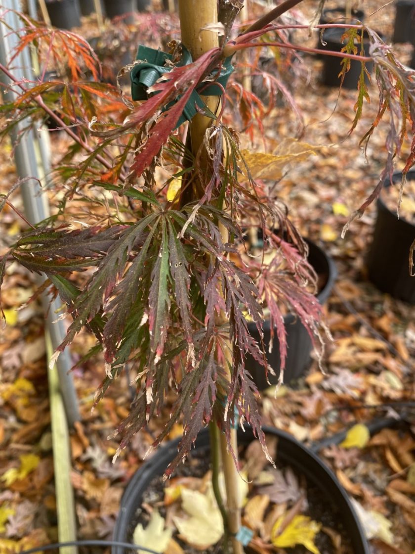 Acer palmatum dissectum ‘Red Dragon’ Piedmont Carolina