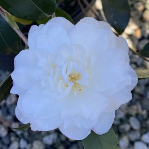 Camellia sasanqua 'Autumn Rocket'