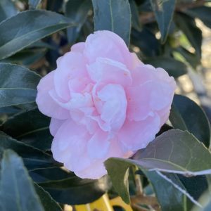 Camellia sasanqua 'Autumn Sentinel'