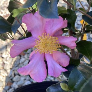 Camellia sasanqua 'Cleopatra'