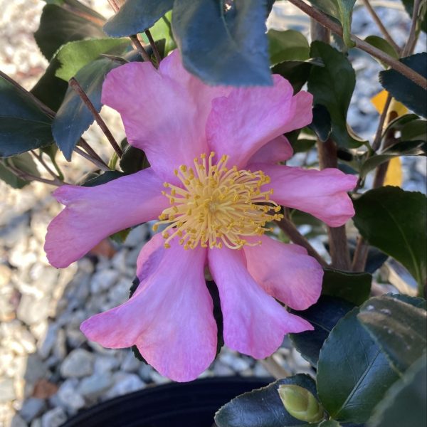 Camellia sasanqua 'Cleopatra'