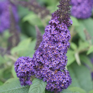 Buddleia Pugster Blue