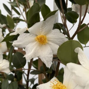 Camellia sasanqua 'Northern Exposure'