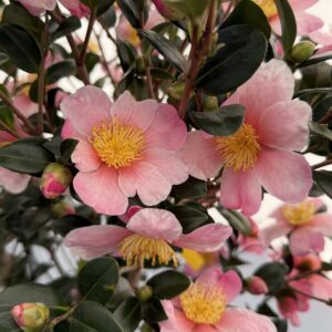 Camellia sasanqua 'Mondel' Pink-A-Boo® PP21687
