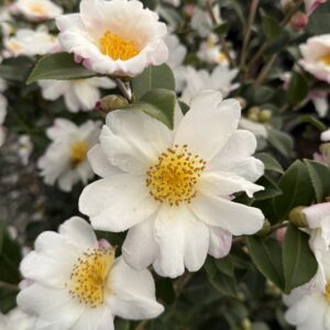 Camellia x 'Winter's Cupid'