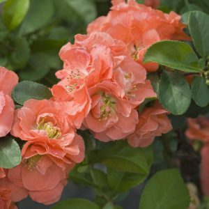 Chaenomeles Peach