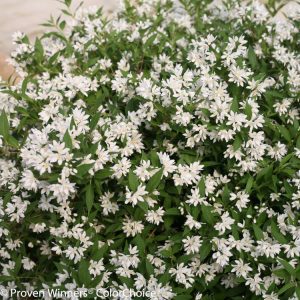 Deutzia Snowflake