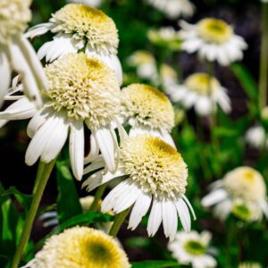 Close-up of white daisies with yellow centers in a sunlit garden, green foliage in the background.