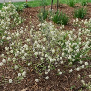 Fothergilla LOS