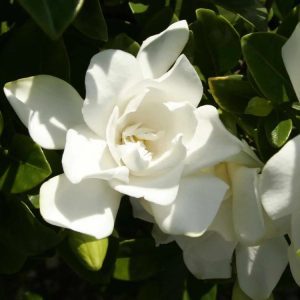 Gardenia Jubilation
