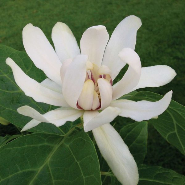 Calycanthus x 'Venus' PP15925