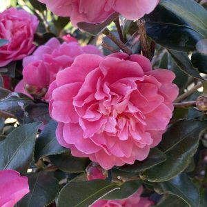 Camellia x 'Autumn Spirit'