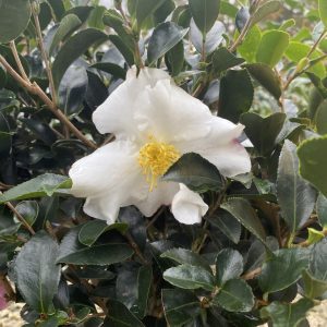 Camellia sasanqua 'Hana Jiman'