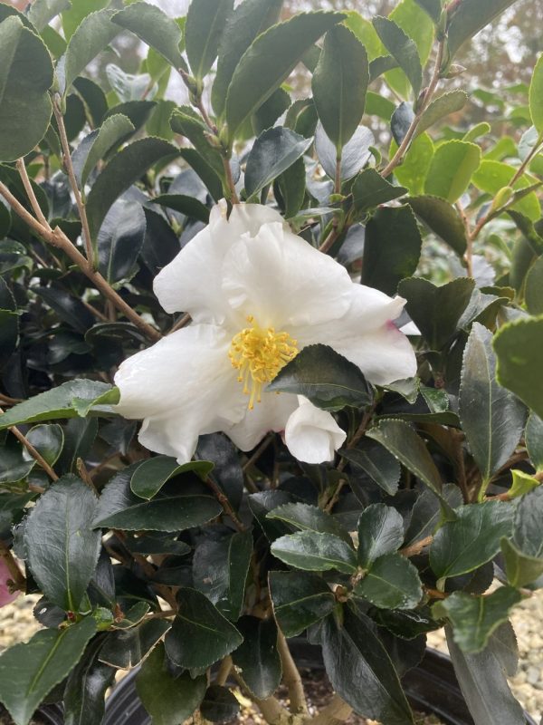 Camellia sasanqua 'Hana Jiman'
