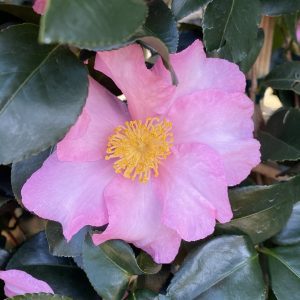Camellia sasanqua 'Long Island Pink'