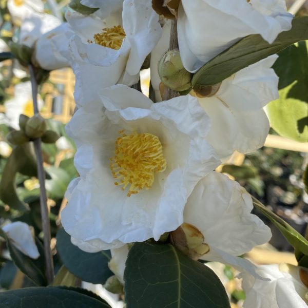 Camellia sasanqua 'Northern Exposure'
