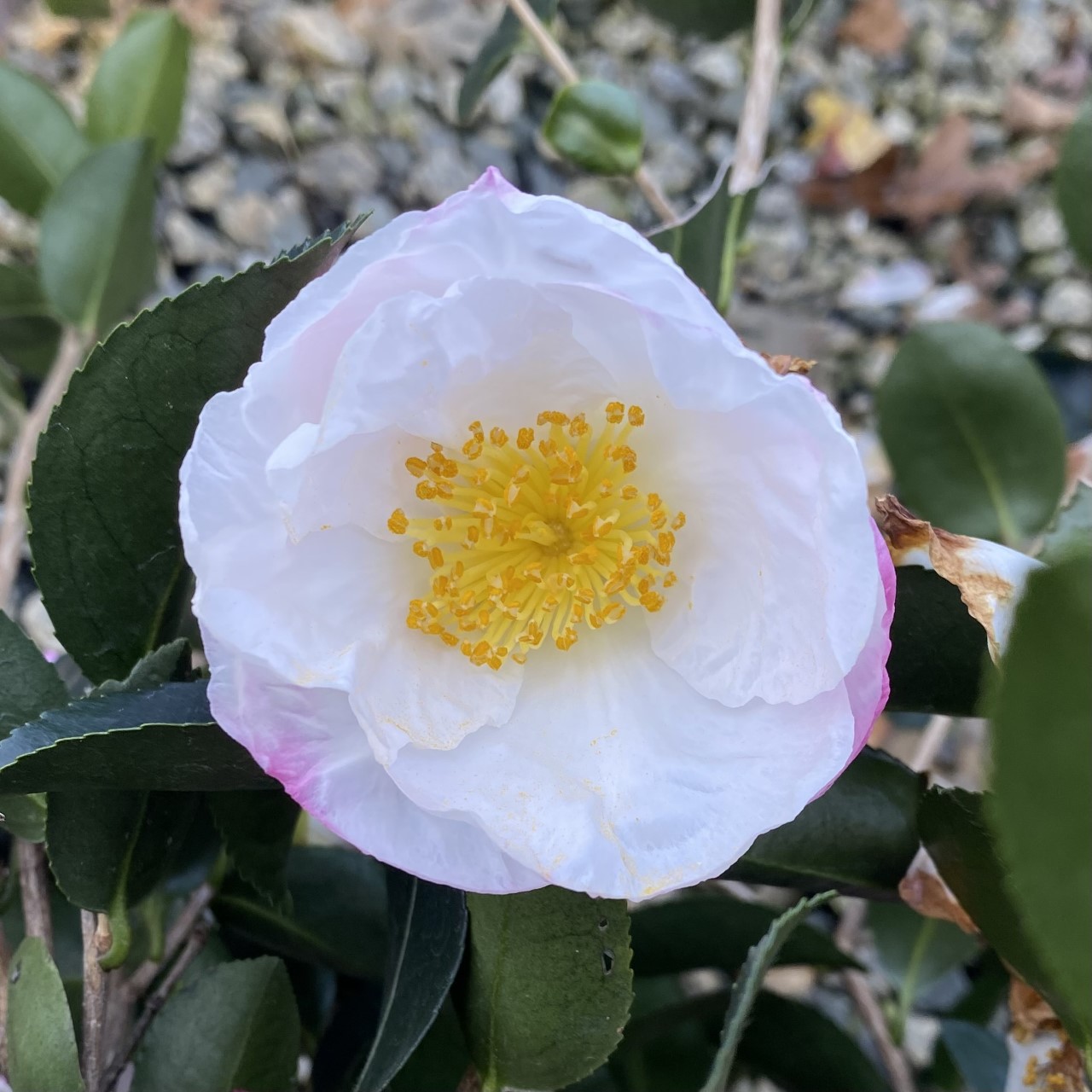 Camellia sasanqua ‘Northern Lights’ | Piedmont Carolina Nursery