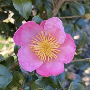 Camellia sasanqua 'Mondel' Pink-A-Boo® PP21687