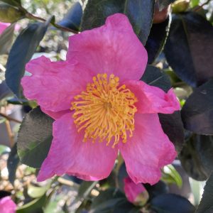 Camellia sasanqua 'Pink Serenade'