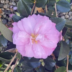 Camellia sasanqua 'Pink Snow'