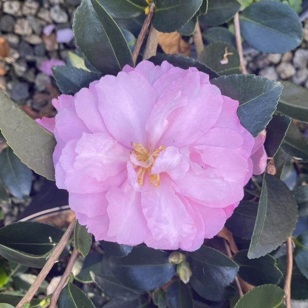 Camellia sasanqua 'Pink Snow'