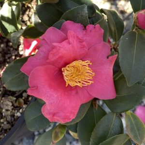 Camellia sasanqua 'Rose of Autumn'