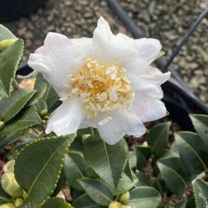 Camellia x 'Winter's Cupid'