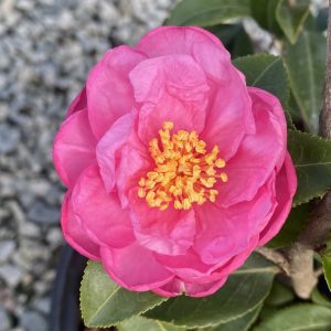 Camellia x 'Winter's Joy'