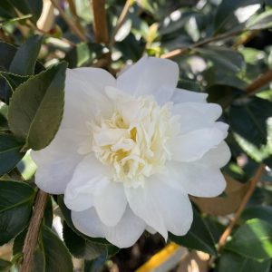 Camellia x 'Winter's Snowman'