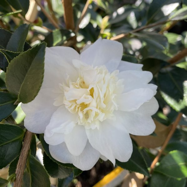 Camellia x 'Winter's Snowman'
