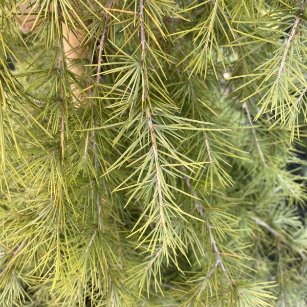 Cedrus deodara