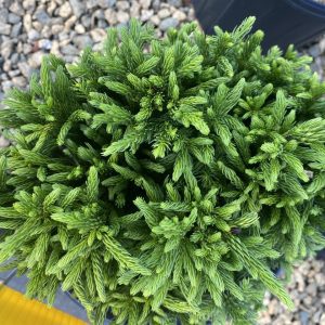 Cryptomeria japonica 'sPg-3-005' Dragon Warrior™