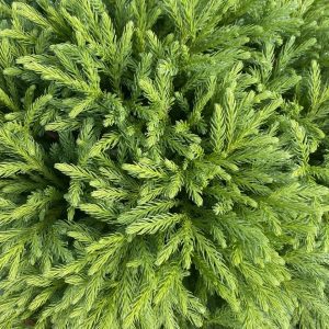 Cryptomeria japonica 'Globosa Nana'