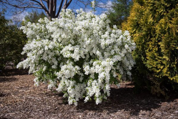 Exochorda x macrantha 'Bailmoon' Lotus Moon™