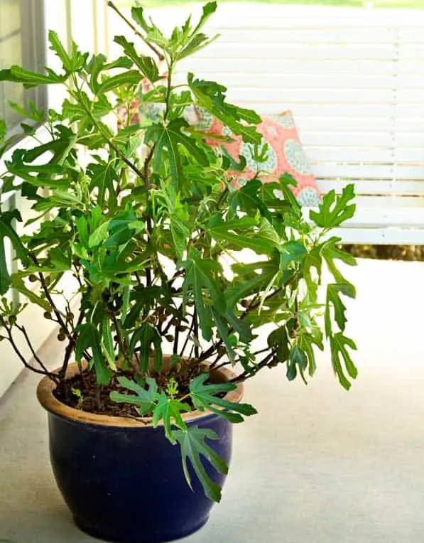 Ficus Little Miss Figgy