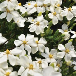 Gardenia jasminoides 'CP14ER789' Snow Girl™ PP30239