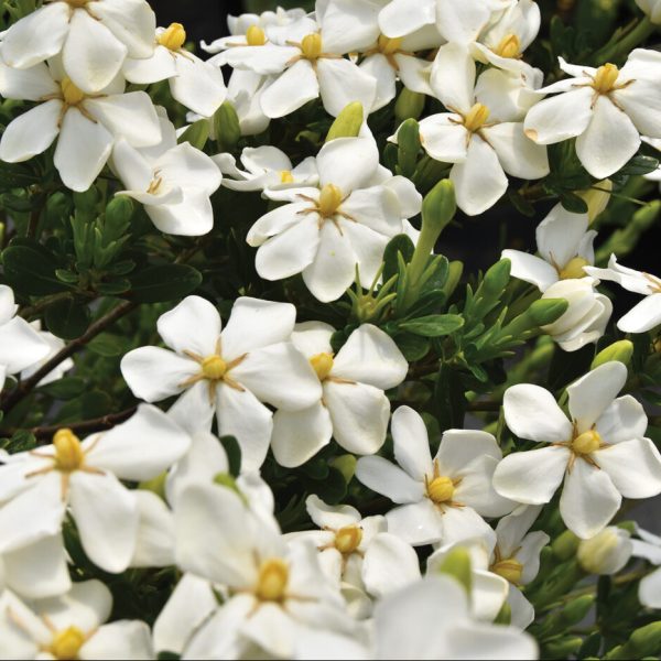 Gardenia jasminoides 'CP14ER789' Snow Girl™ PP30239