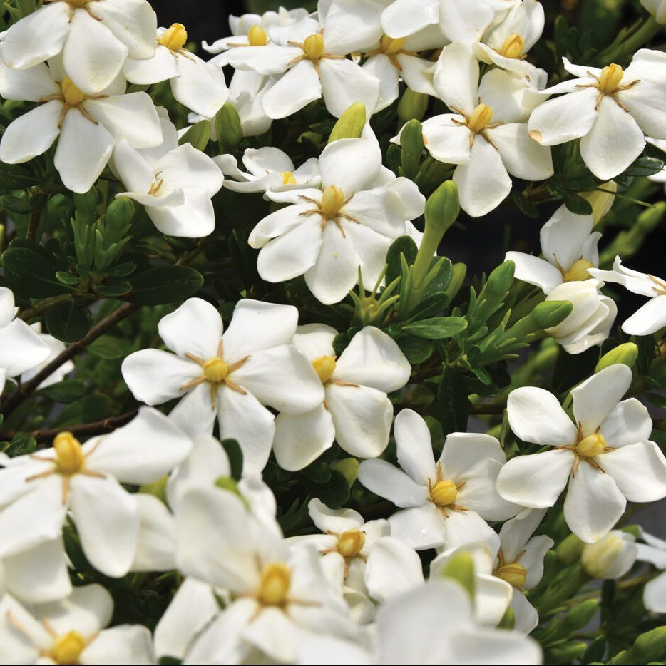 Gardenia jasminoides 'CP14ER789' Snow Girl™ PP30239